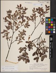 Foto von Salix aurita L. x Salix myrtilloides L.